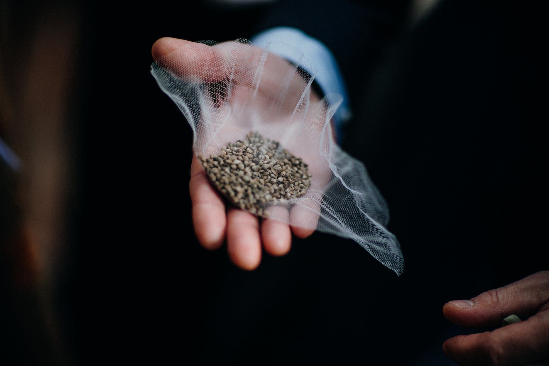 Hemp Seeds (Image via Pexels/ Rene Asmussen)