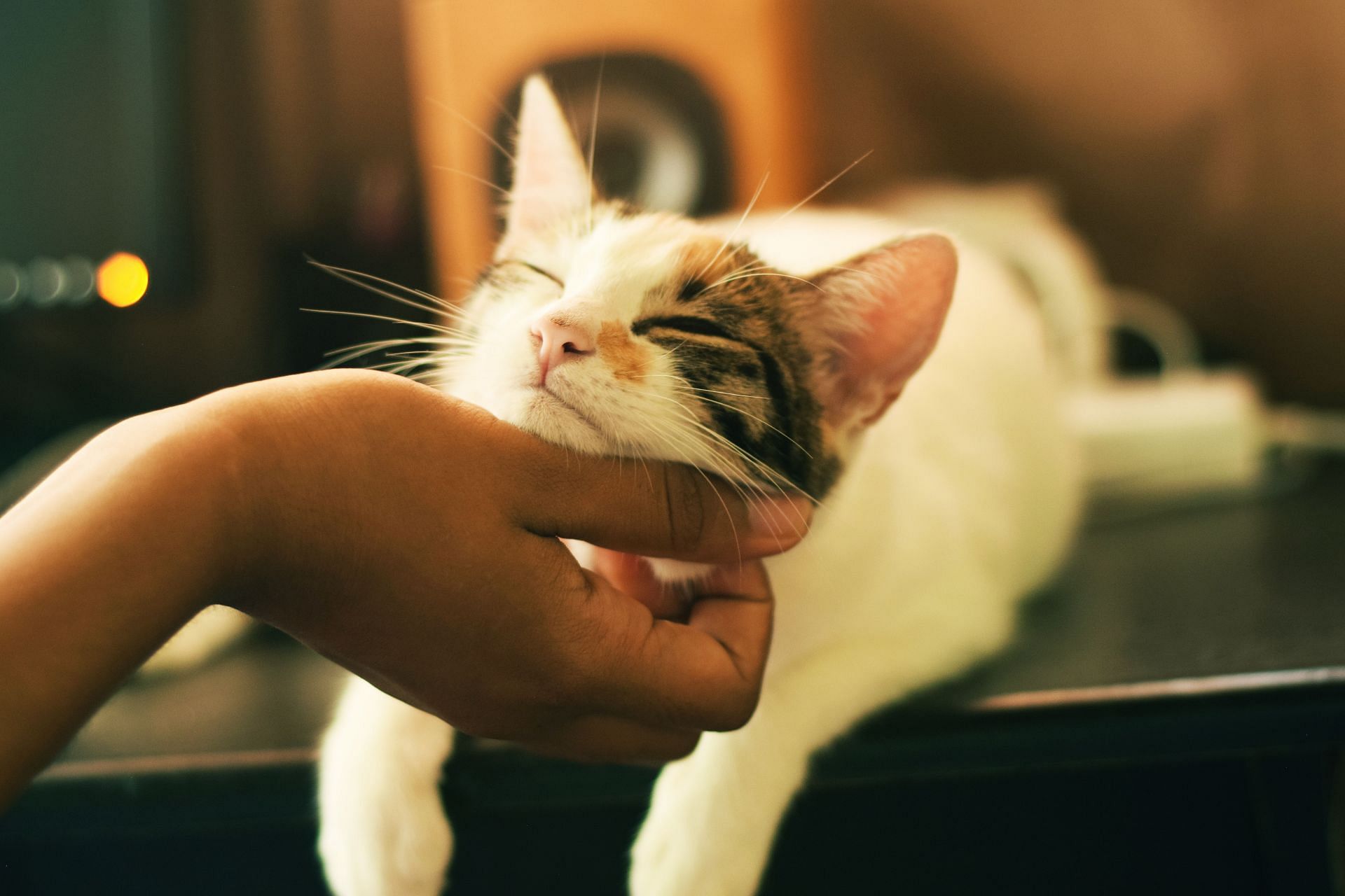 Having pet is beneficial for older adult (Image via Unsplash/ Yerlin Matu)