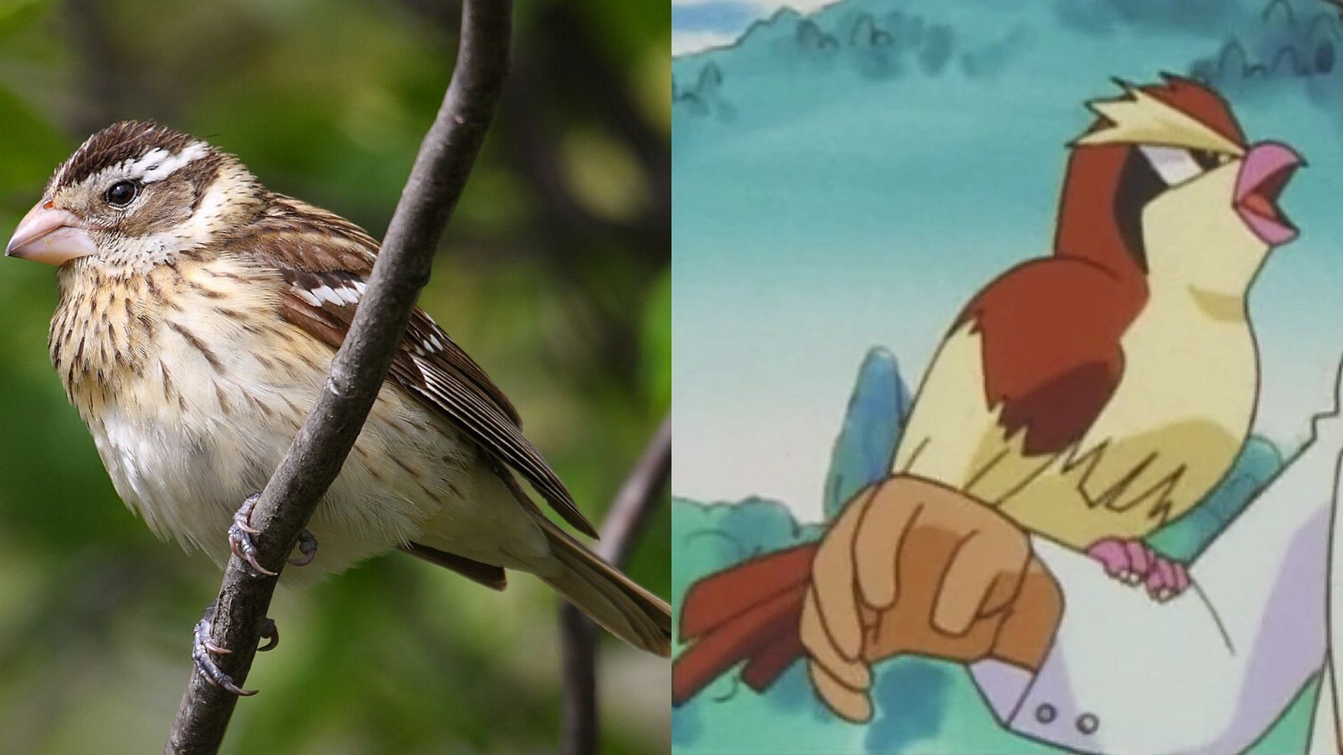 Comparison between a female Rose-Breasted Grosbeak and Pidgey. (Image via Wikipedia and The Pokemon Company)