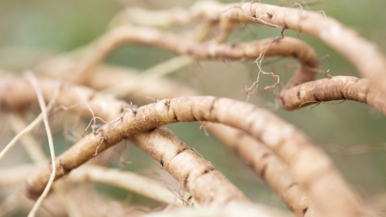 Marshmallow Root (Image via Freepik)