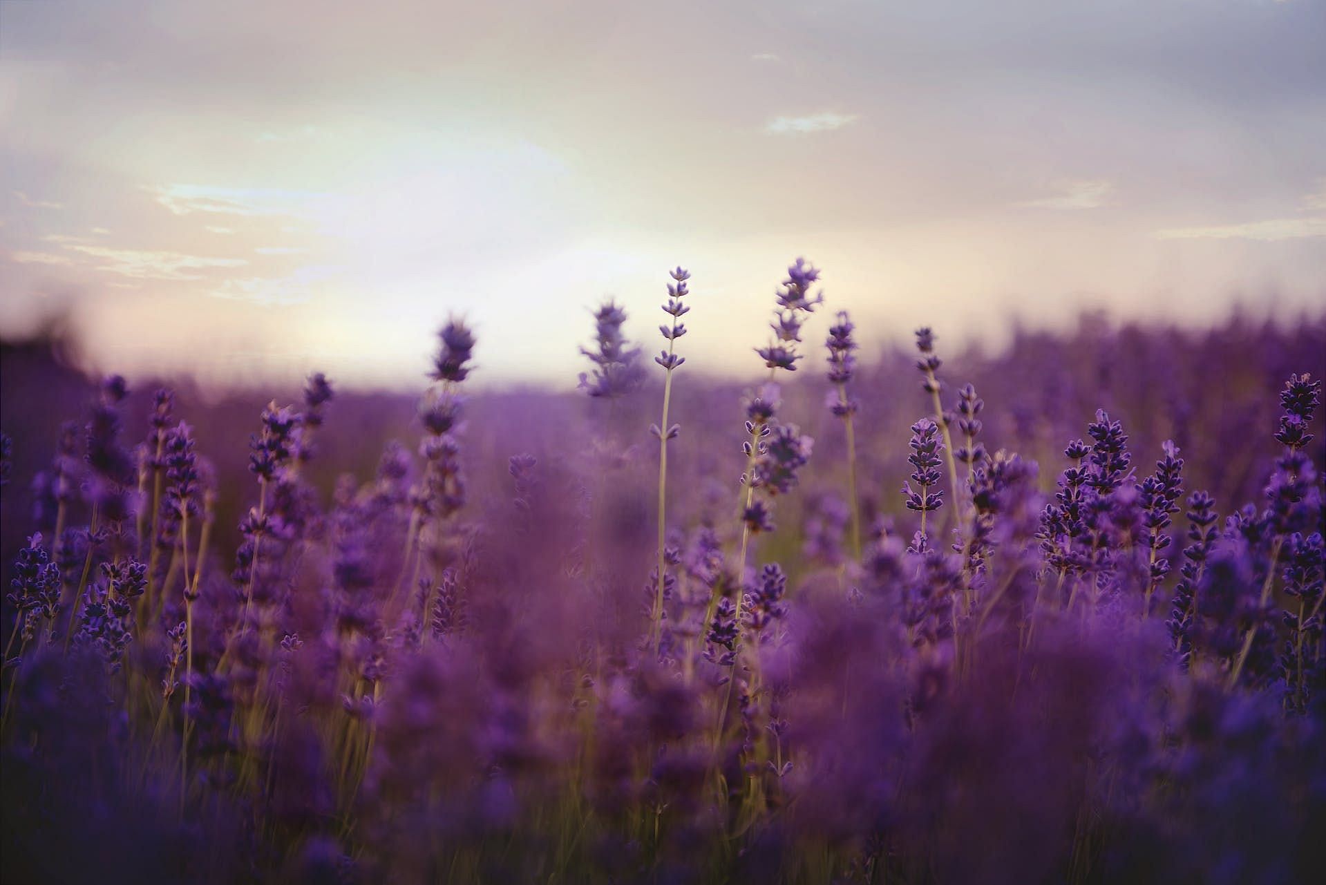 Lavender (Image via Pexels/Kelly Rabie)