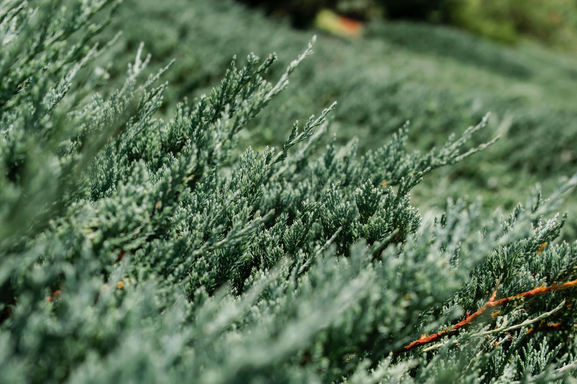 Cedar fever is common in Texas. (Image via Pexels/ Julia Zaporozhchenko)