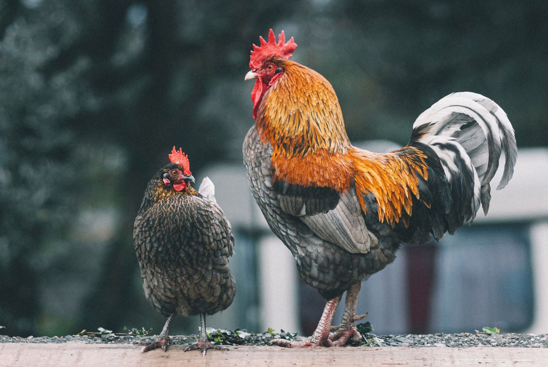 Chicken feet health benefits (Photo by Egor Myznik on Unsplash)