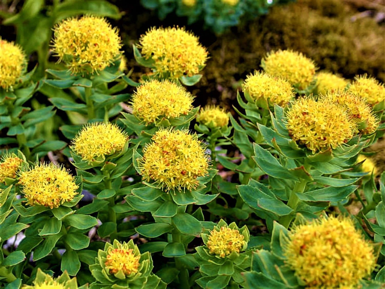 Rhodiola Rosea can be a miracle hub for our mental health (Image via healthjade.net)