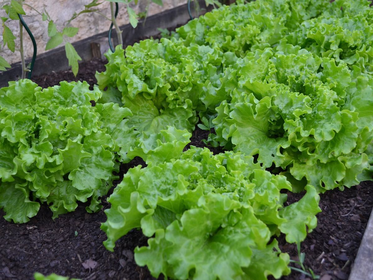 Beauty benefits of Lettuce (Image via Pexels)
