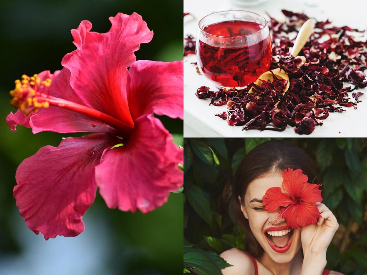 Beauty benefits of hibiscus flower: How to add this ingredient to your skin care and hair care routine