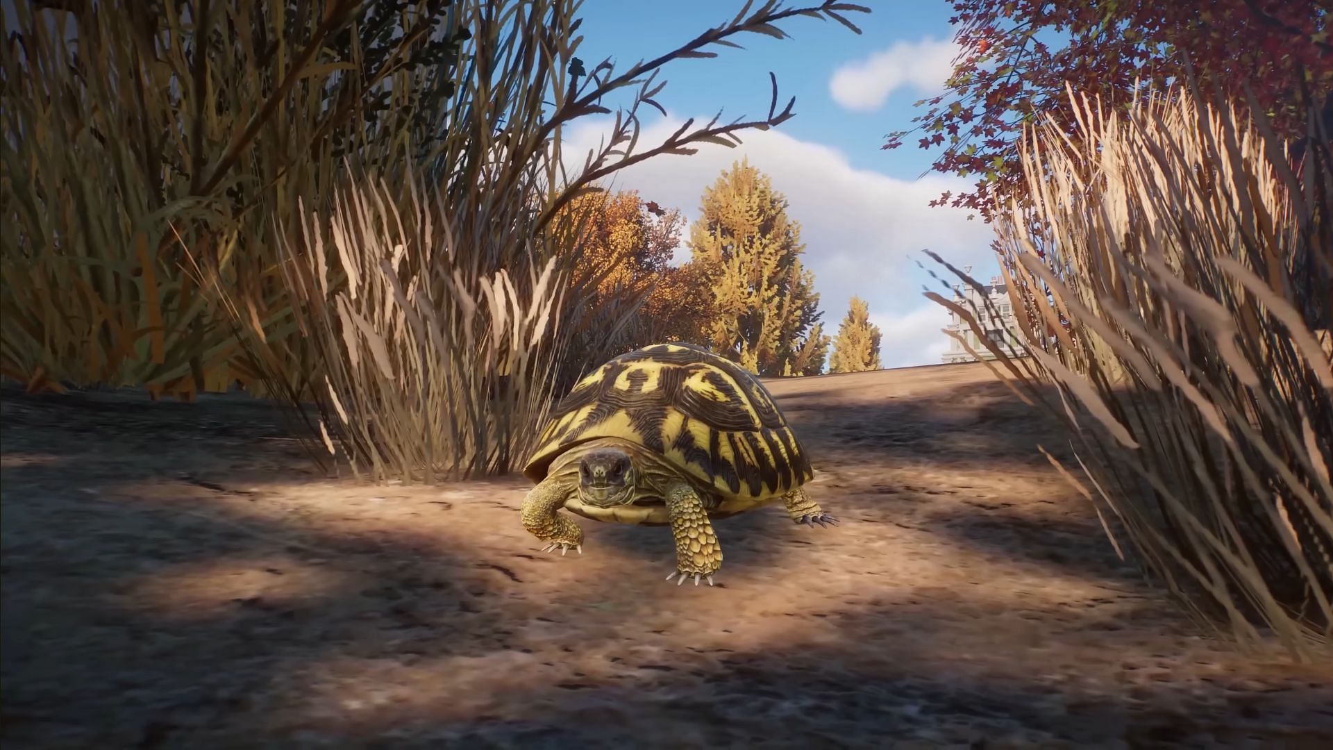 Hermann&#039;s Tortoise (Image via Frontier)