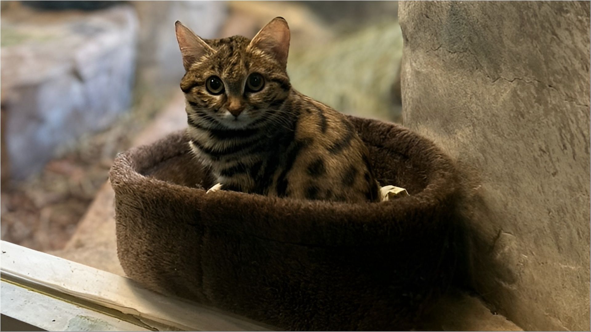 Why are black-footed cats dangerous? Origins of world's most dangerous ...