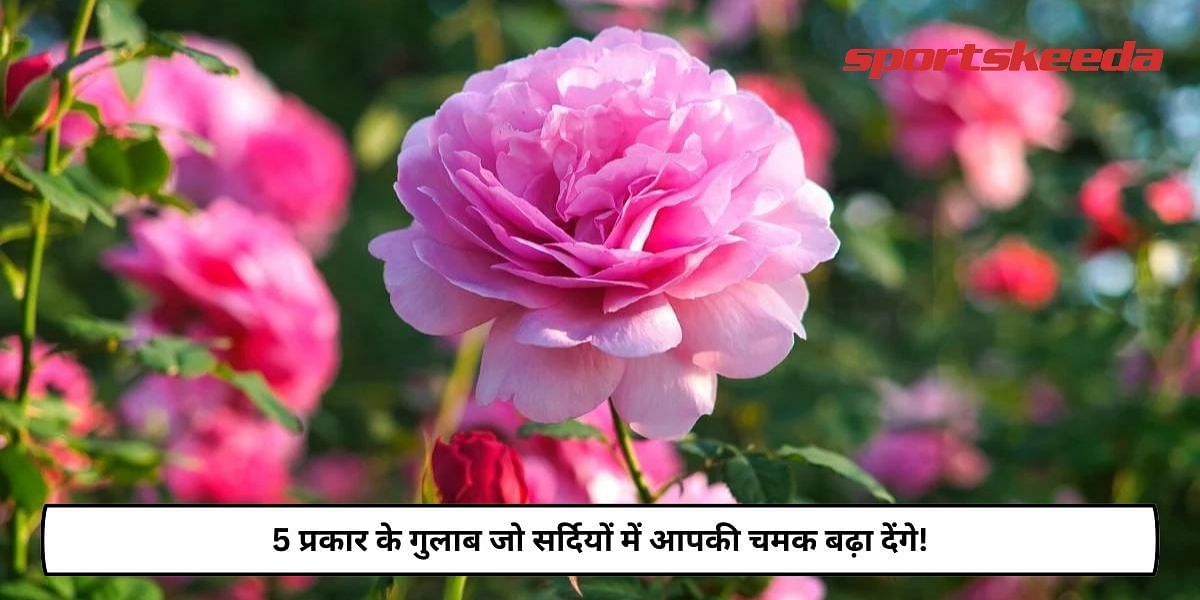 5 types of Roses that will help you glow in winters!