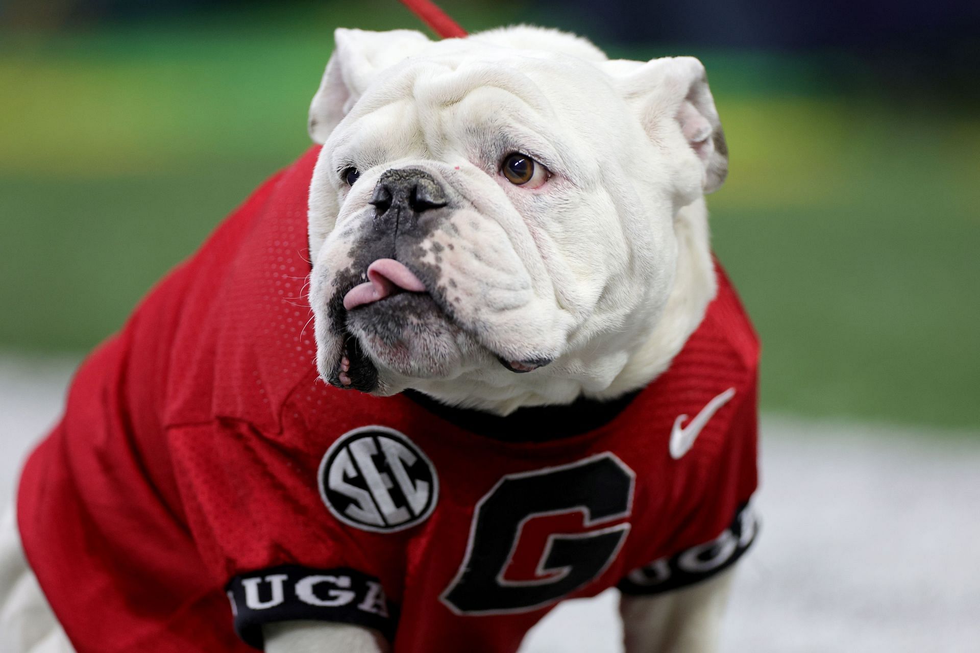 Georgia mascot UGA X dies: What happened to beloved Bulldogs star Que?