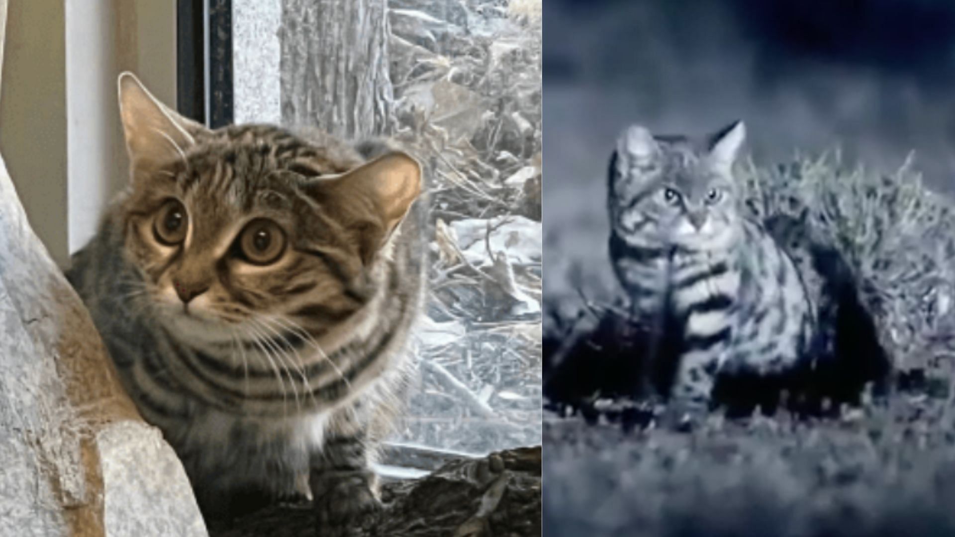 How old is Gaia, the black-footed cat? (Image via snip from X/@thandojo)