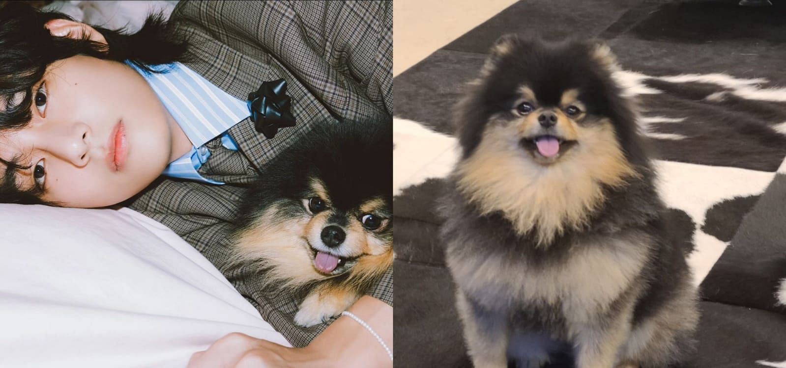 "Ended His Dad": Fans React As BTS' Kim Taehyung's Dog Yeontan Becomes ...