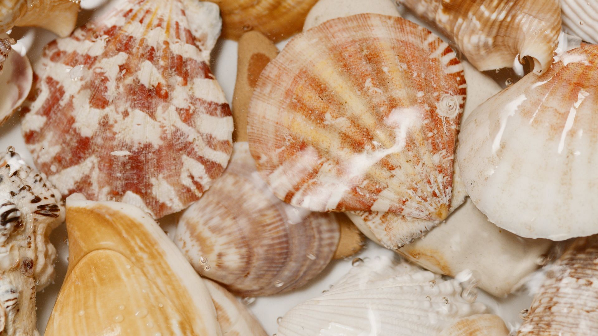 8 benefits of scallops (image sourced via Pexels / Photo by artem)