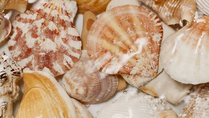 8 Incredible Benefits of Scallops: Nutritional Facts You Need to Know
