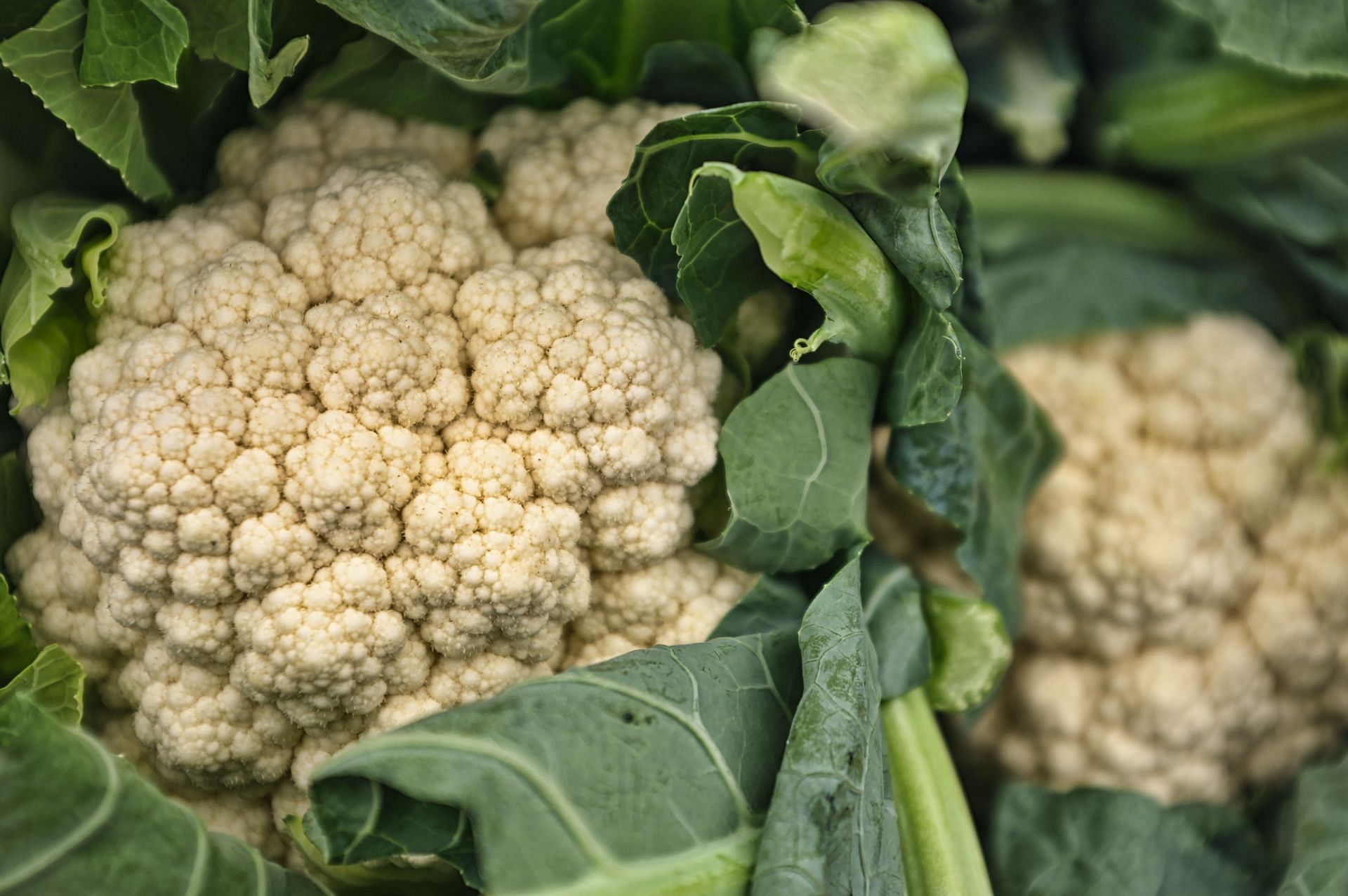 Cauliflower leaves serve as an important protein source(Image by Eric Prouzet/Unsplash)