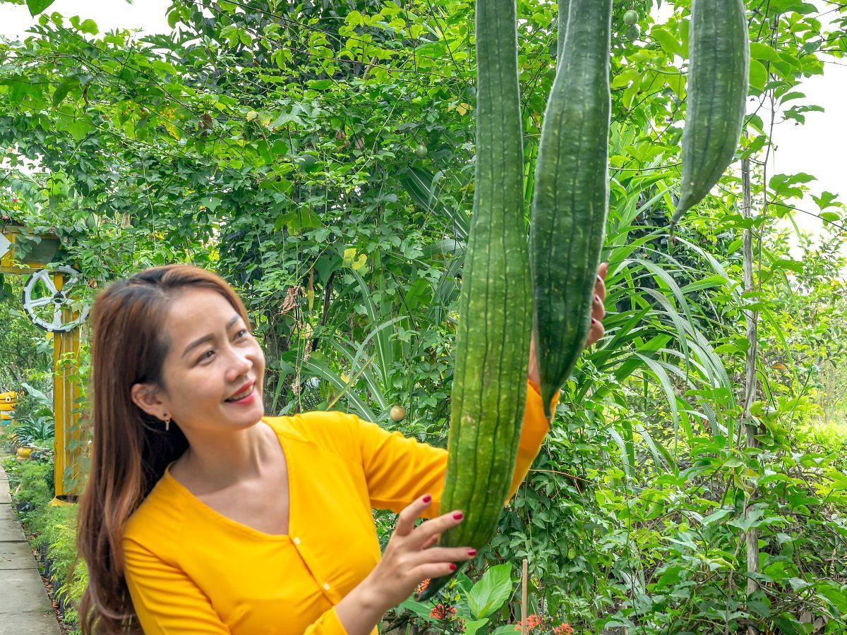 Beauty benefits of Bottle Gourd (Image via Dreamstime)