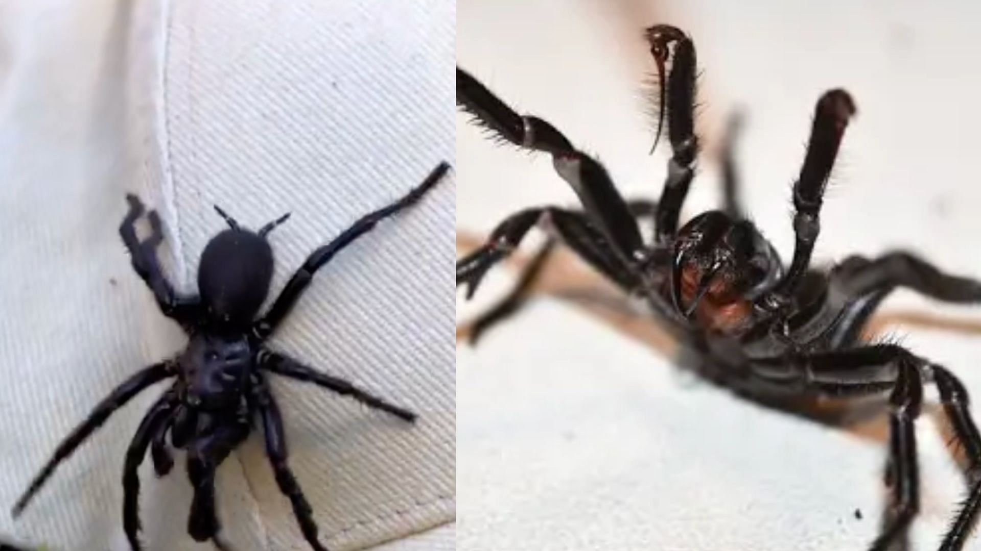 The Discovery of Hercules: The Largest Male Funnel-Web Spider in Australia 9