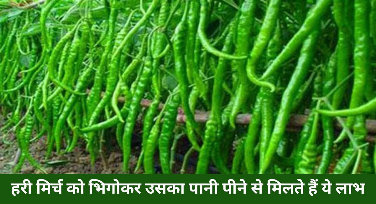हरी मिर्च को भिगोकर उसका पानी पीने से मिलते हैं ये लाभ(फोटो-Sportskeeda hindi)