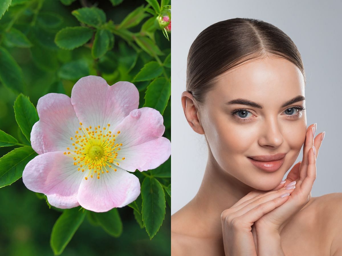 Top 6 Skin benefits of Wild Rose