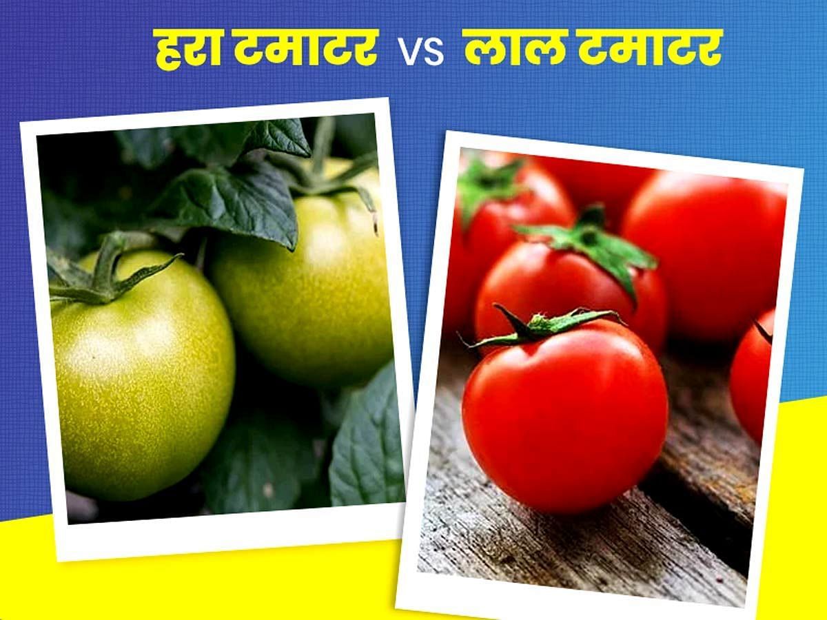 हरे टमाटर vs लाल टमाटर (sportskeeda Hindi) 