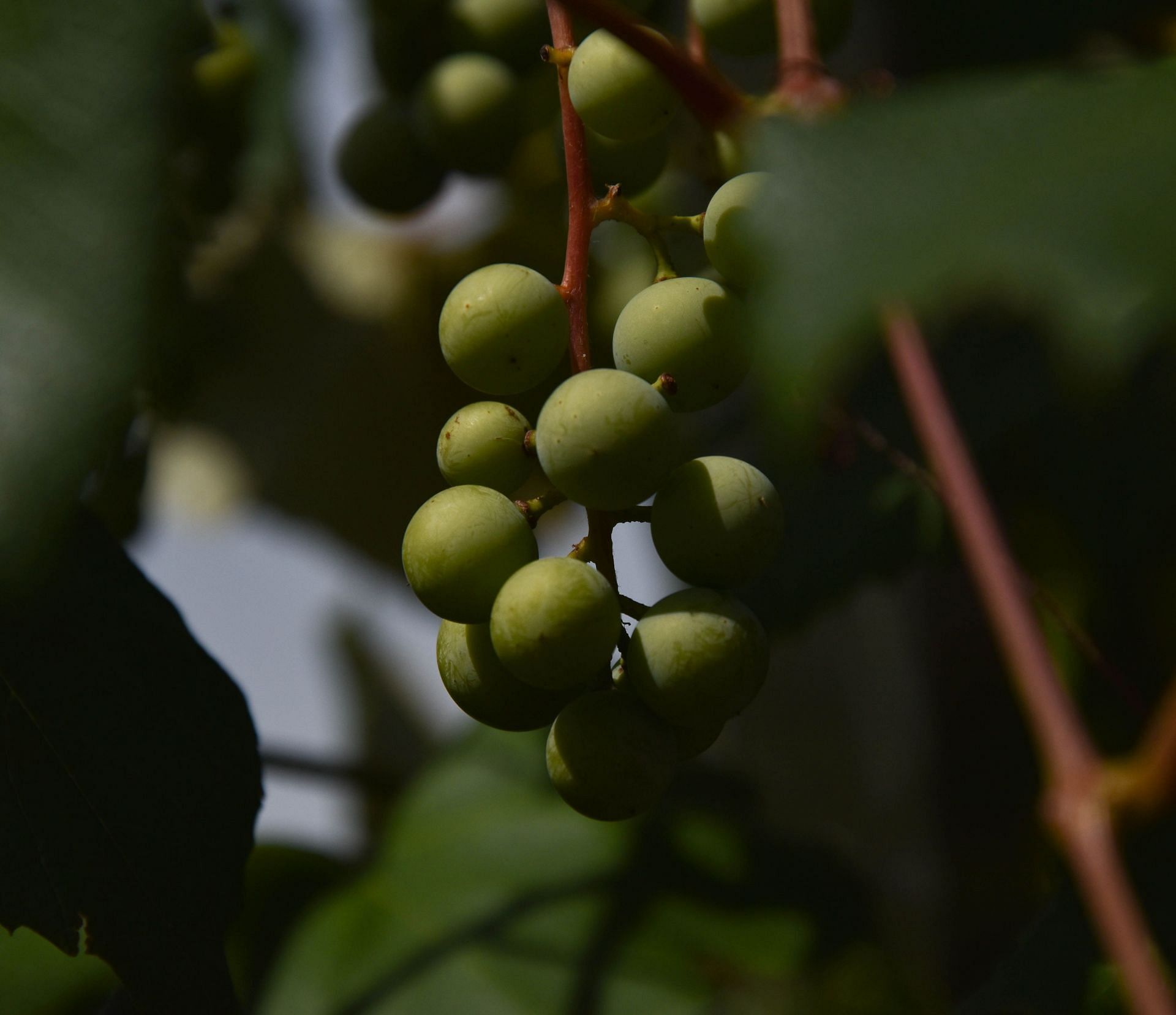 Olive trees grown in the Mediterranean (Image by Elias Bauner/Unsplash)