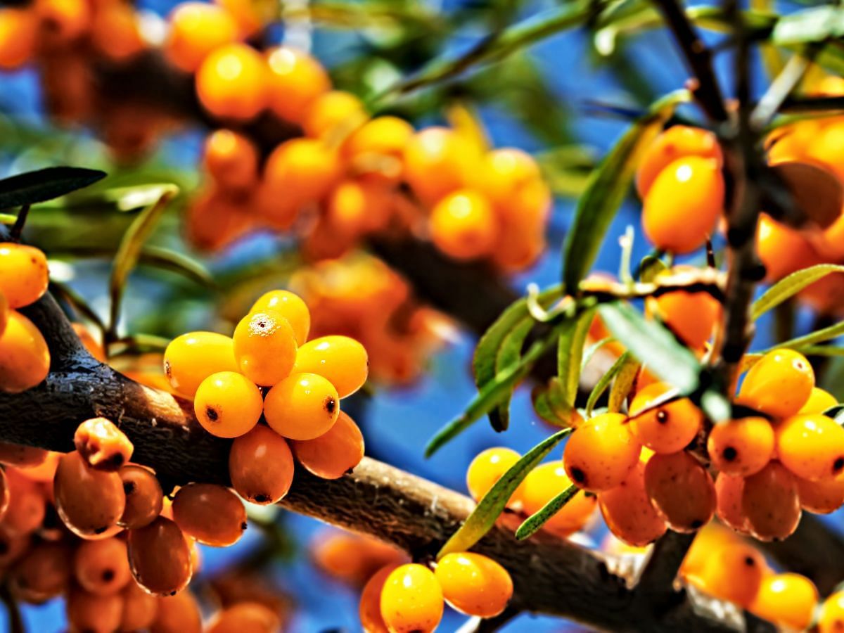 Beauty benefits of Sea Buckthorn (Image via Pexels)