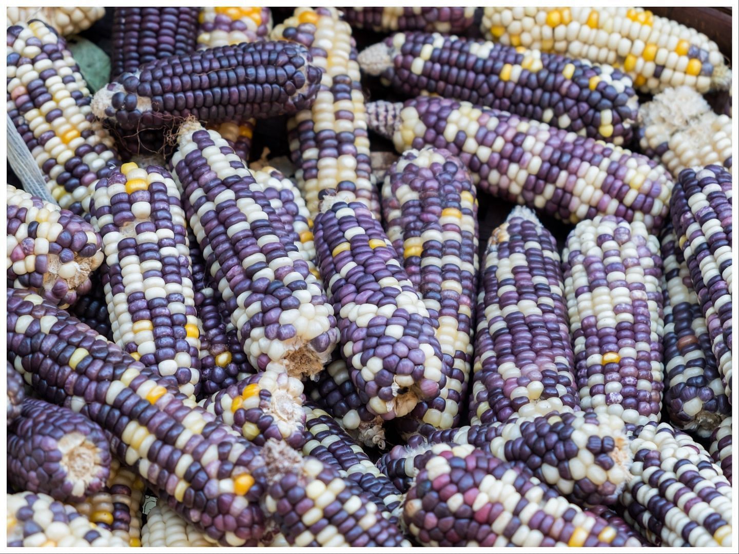 Incredible health benefits of blue corn (Image via Vecteezy)