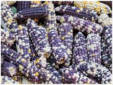 8 reasons why you should be eating blue corn this year