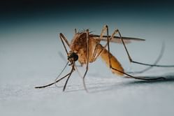 Cape Verde achieves major victory to eliminate malaria