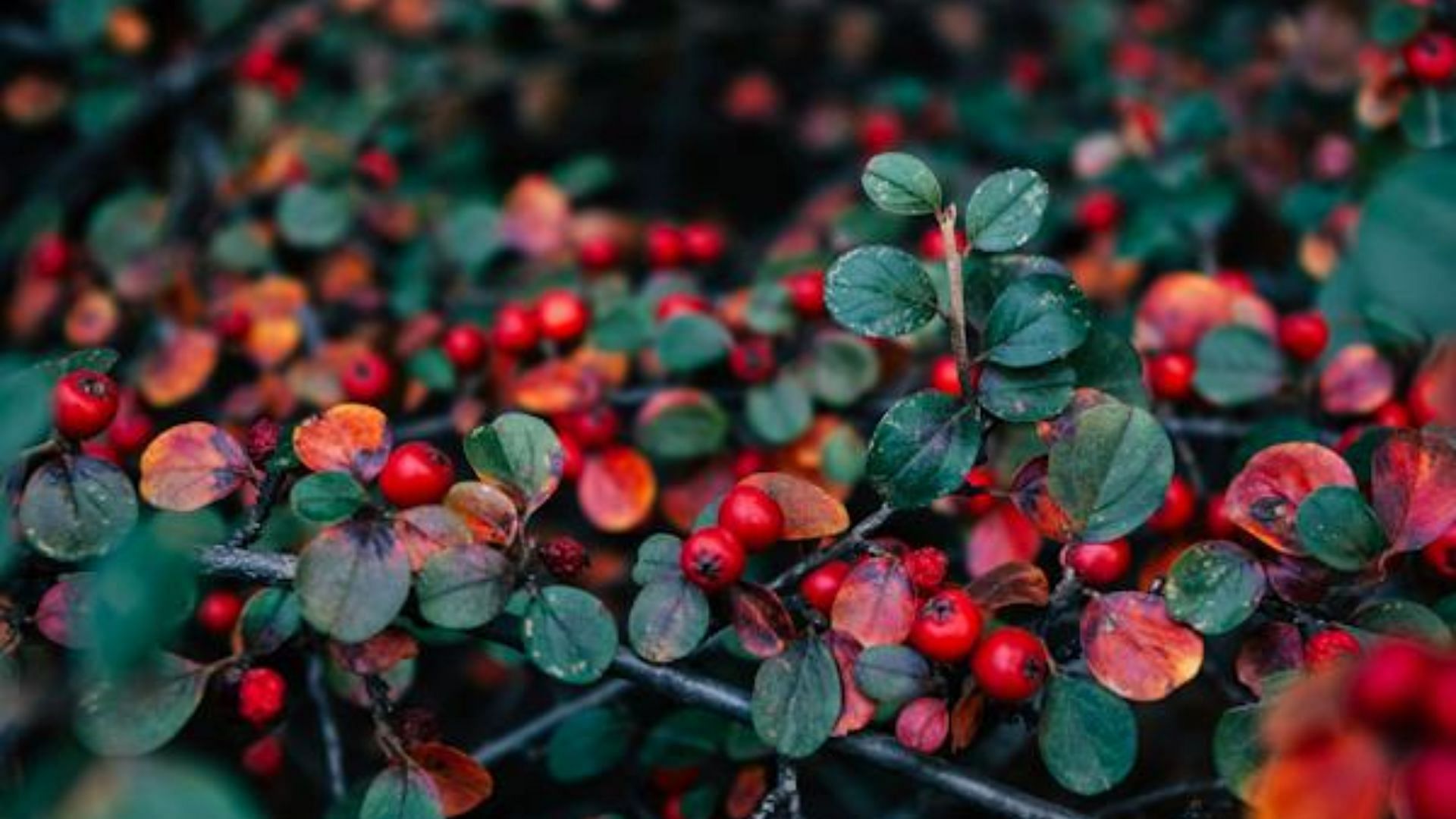 Beauty benefits of Bearberry extract: How to add this ingredient to your skin care routine