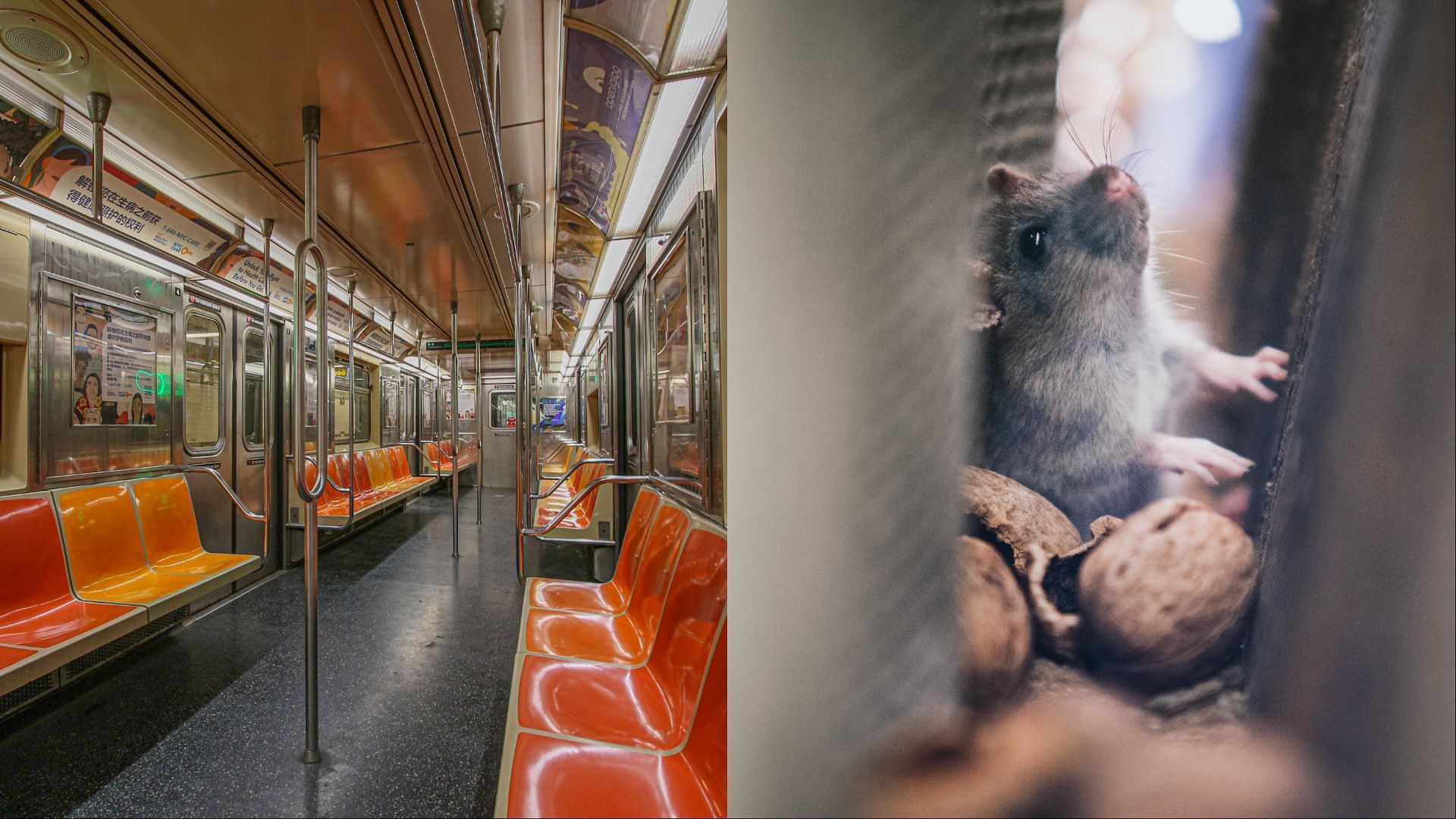 Homeless man found with several rats. (Images via Pexels/ by Pixaby&amp; DSD)