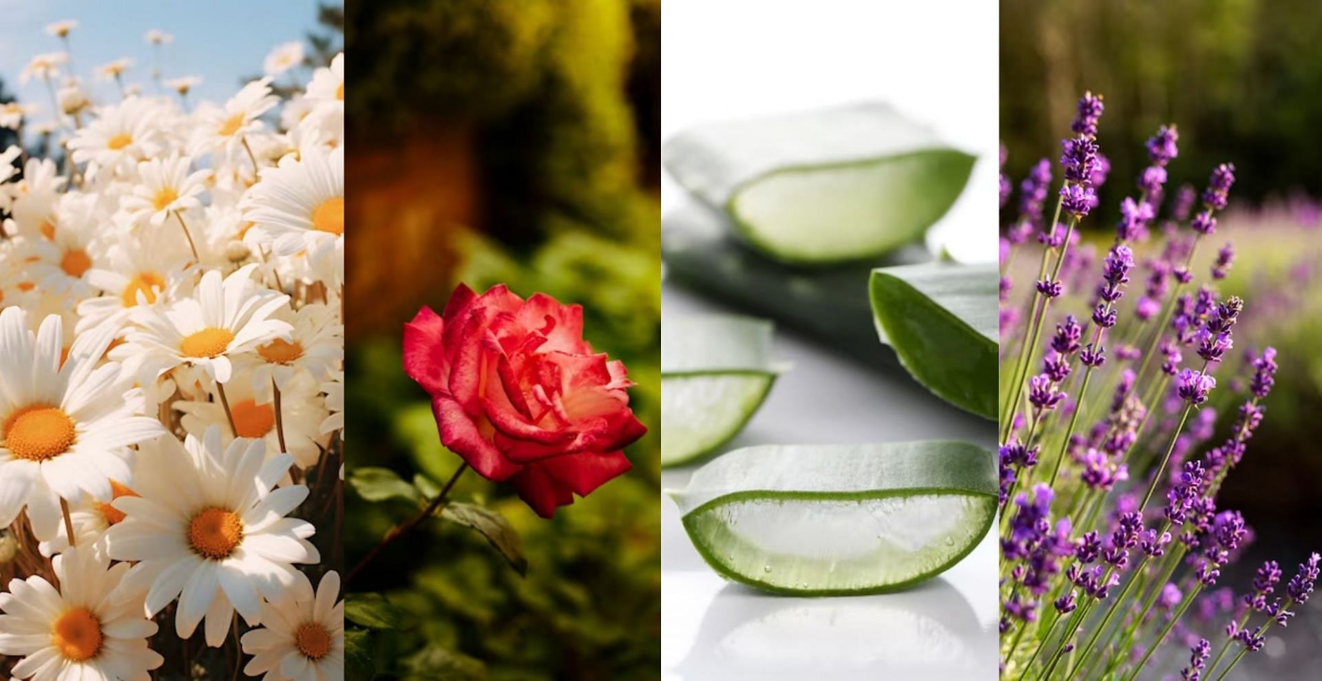 9 plants that are good for skin care: How to use and DIY recipes explored