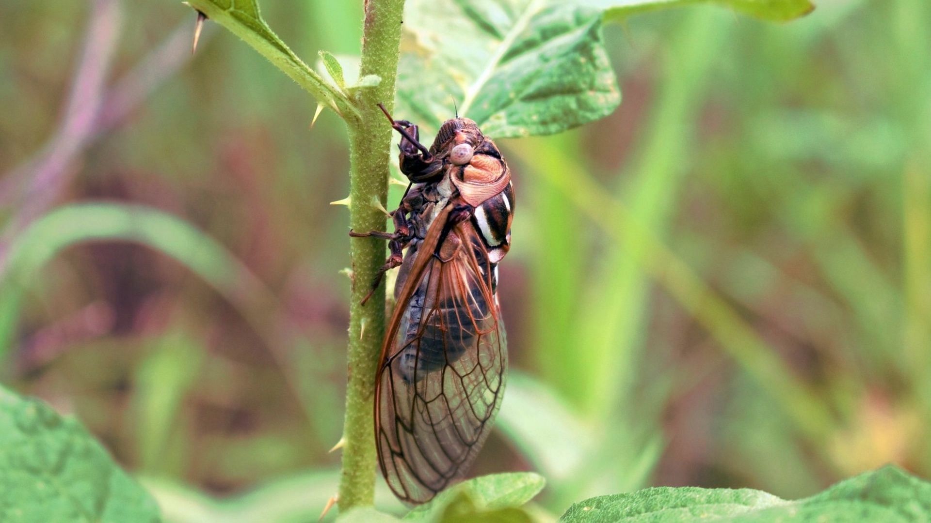 Two broods of cicadas are to emerge together in springtime in a rare event after 221 years. (Image via Facebook/U.S. Fish and Wildlife Service)