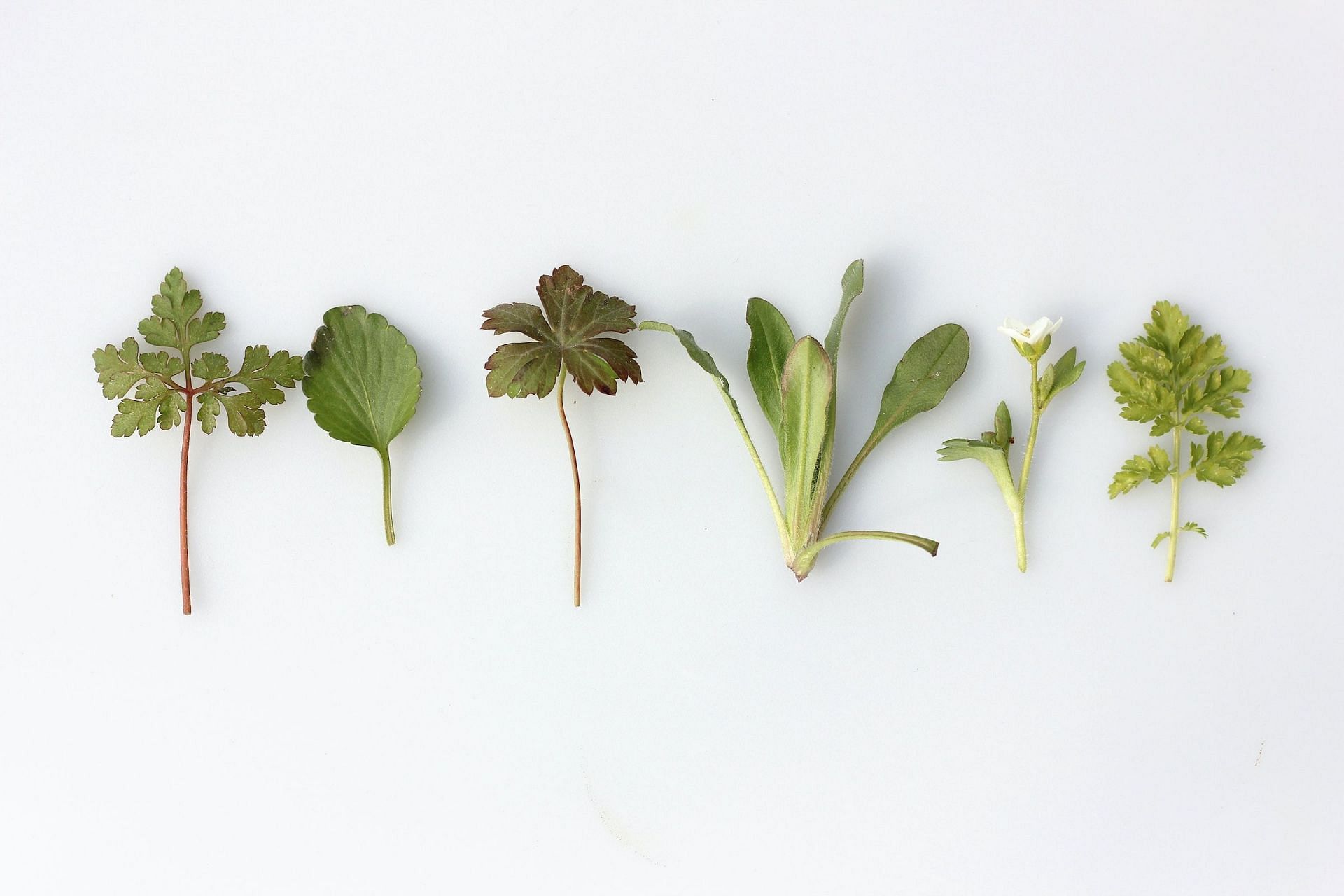 Herbs for fertility (Image via Unsplash/Angele Kamp)