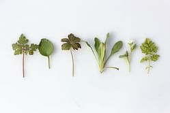 Try these herbs for fertility to increase the chance of pregnancy
