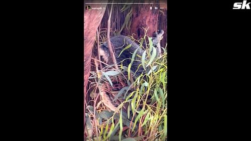 Maria Galligani and Ruud spot a Koala at the Werribee Open Range Zoo in Victoria, Australia