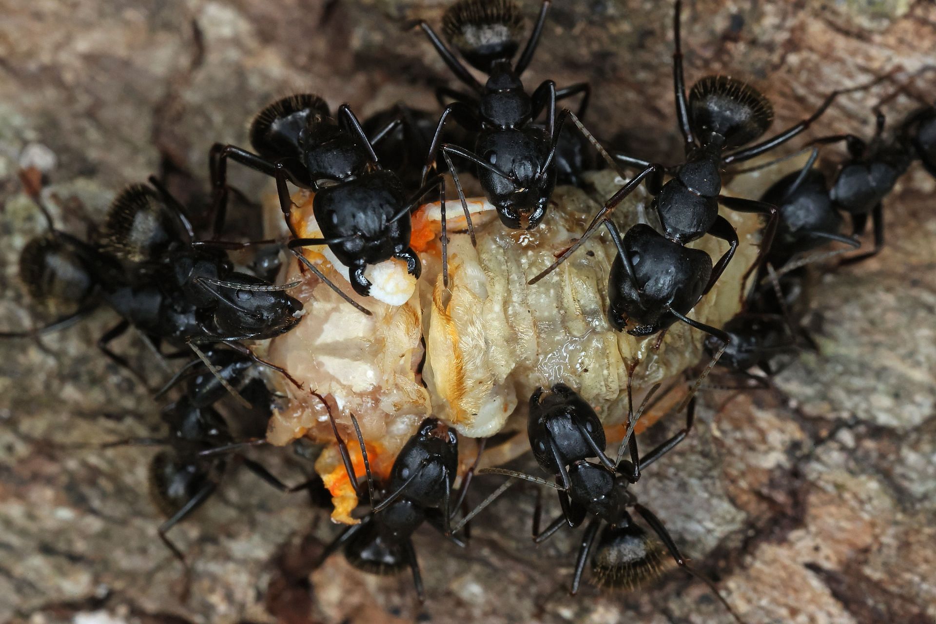 Brood X Cicadas Emerge After 17 Years Underground