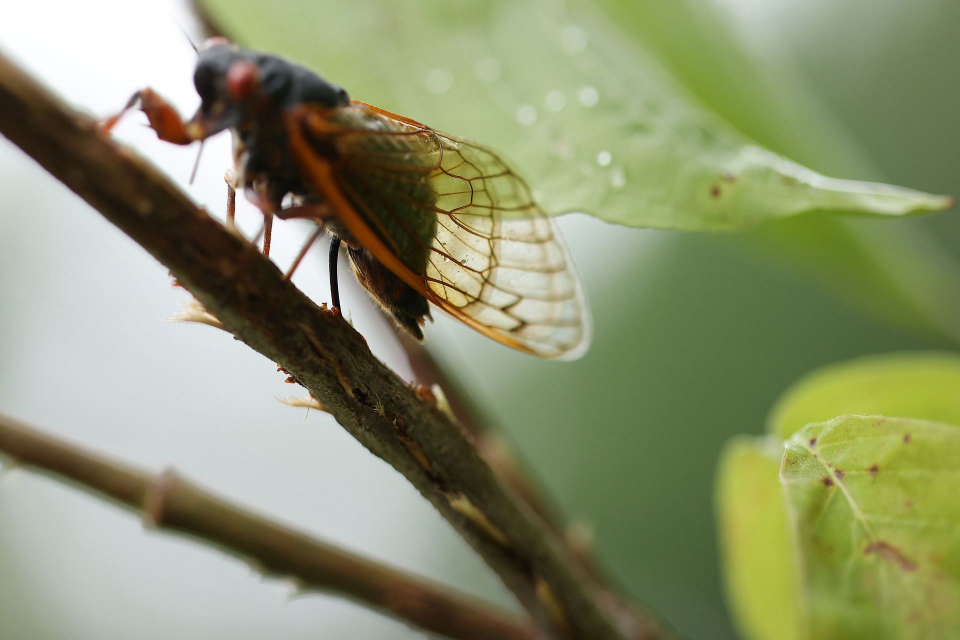 Brood X Cicadas Emerge After 17 Years Underground