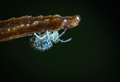 Want your head to stop itching? Try tea tree oil for lice