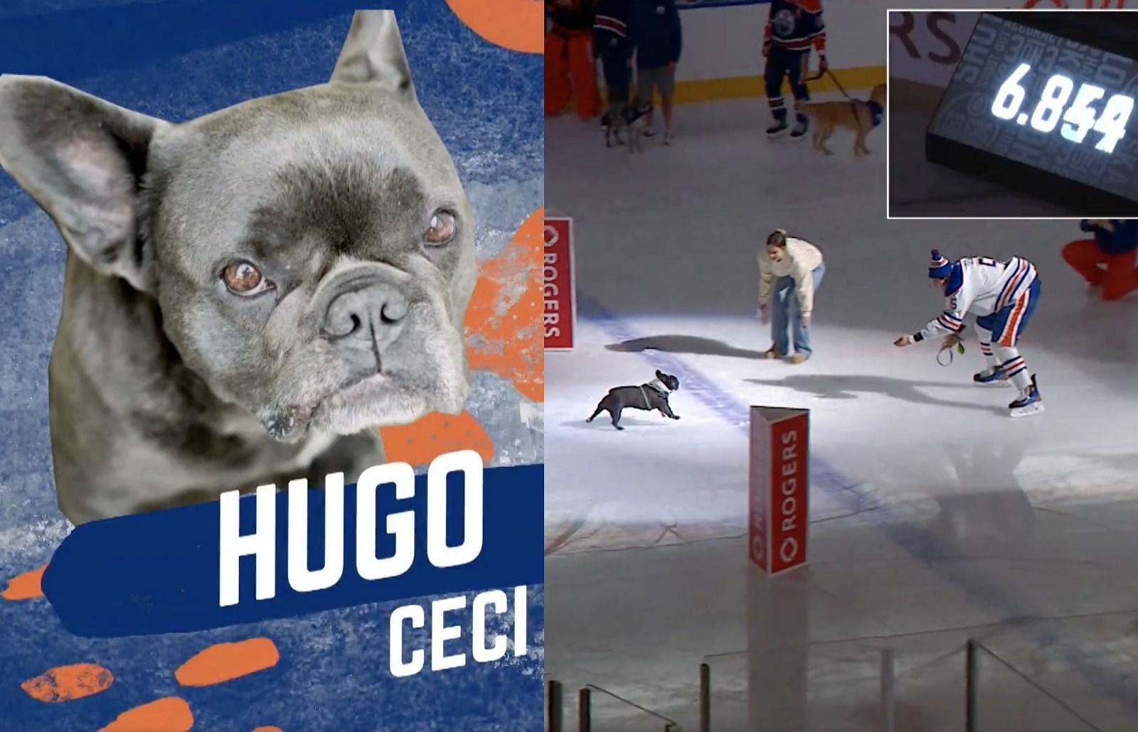 Watch: Edmonton Oilers' Dogs Take Part In 2024 Ruff Ruff Relay To ...