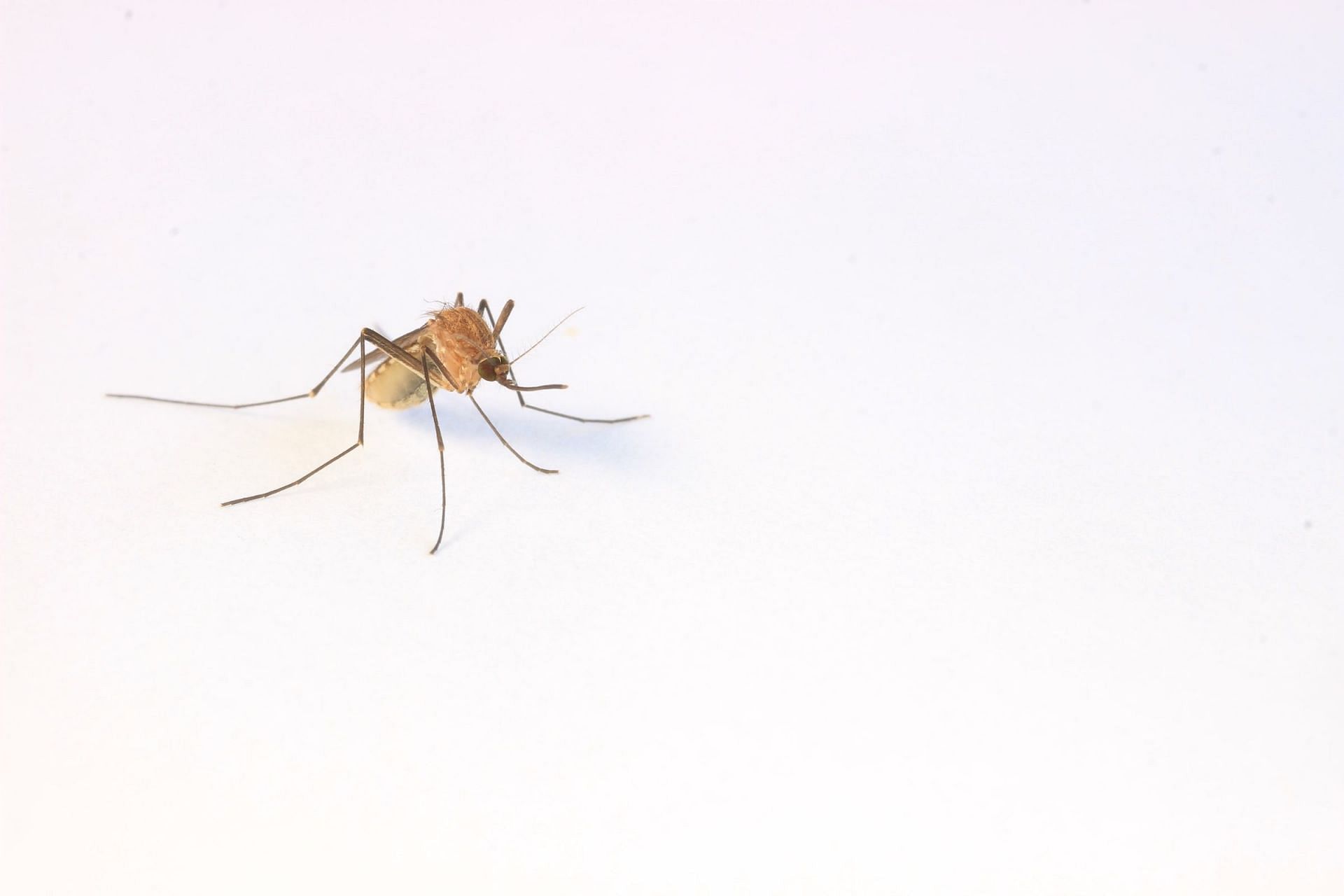 Eliminate Malaria (Image via Unsplash/Cameron Webb)