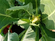 10 health benefits of Cauliflower leaves