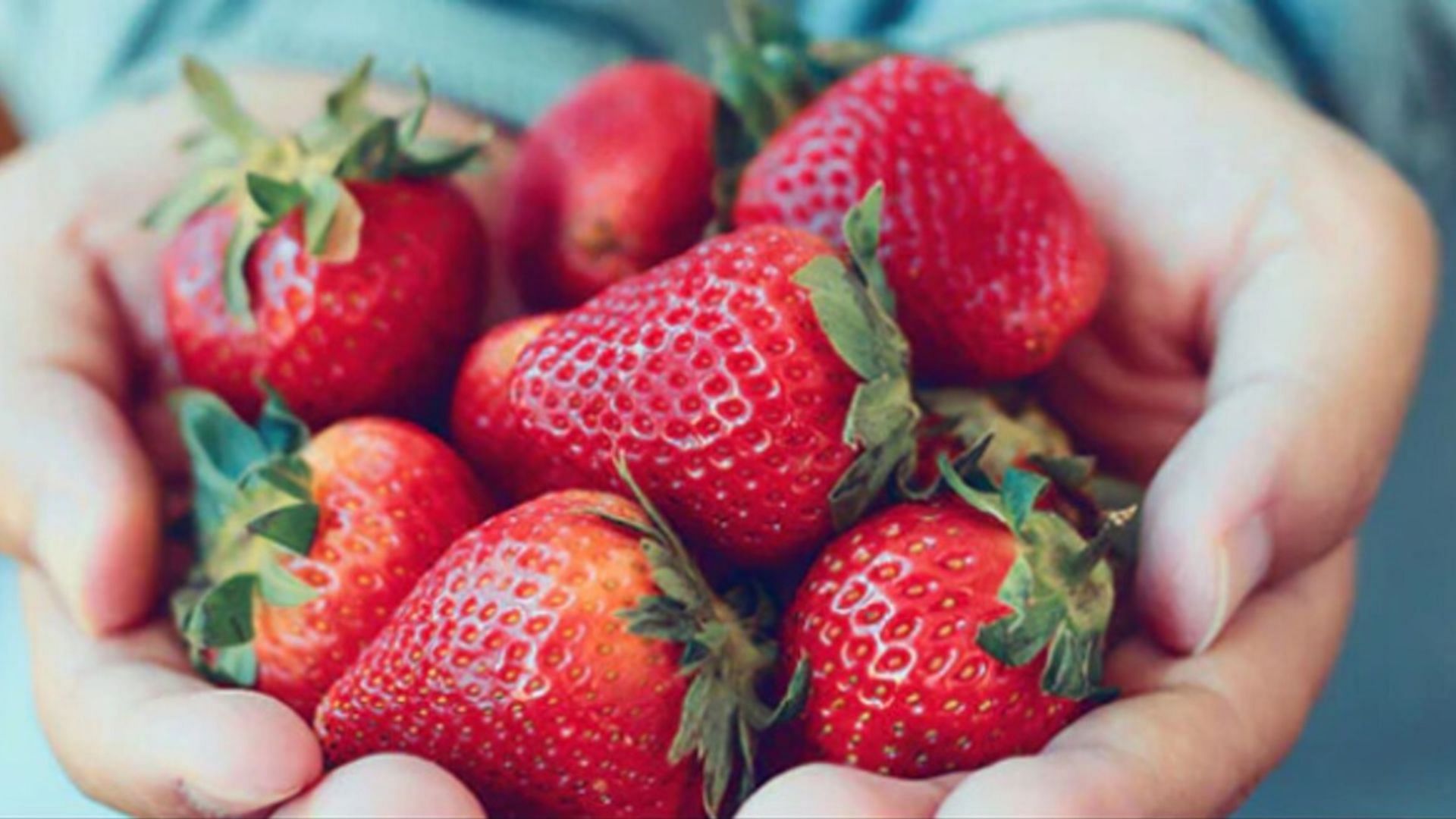 स्ट्रॉबेरी एंटीऑक्सीडेंट से भरपूर होते हैं। 