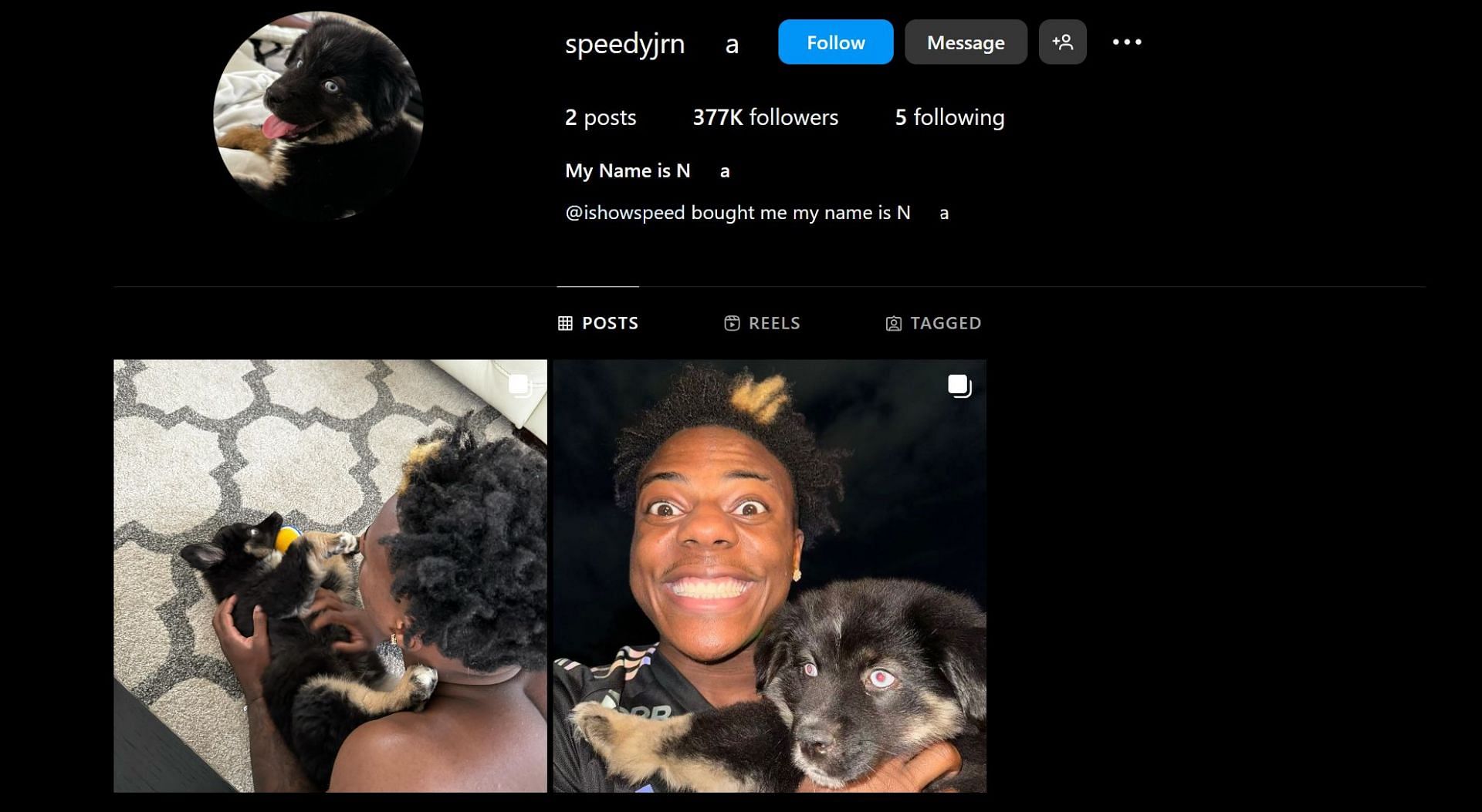 IShowSpeed&#039;s pet dog&#039;s Instagram handle (Image via @Speedyjrn***a/Instagram)