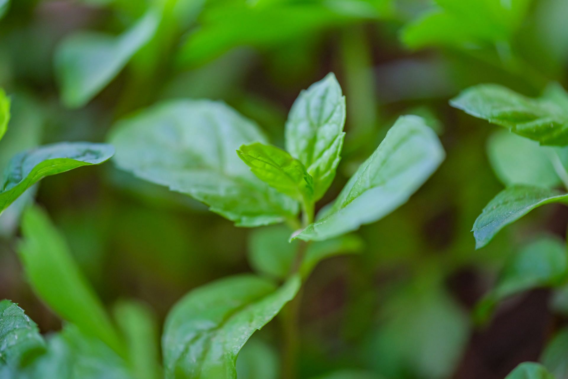 Peppermint is an old remedy against morning sickness (Image by Samer Khodeir/Unsplash)