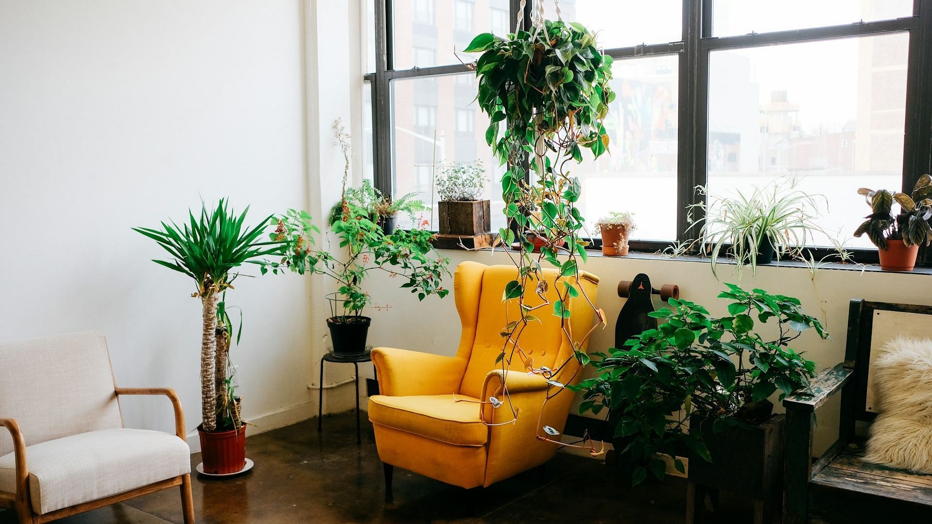 Indoor plants to liven up a home (Image via @getcroissant/ Unsplash)