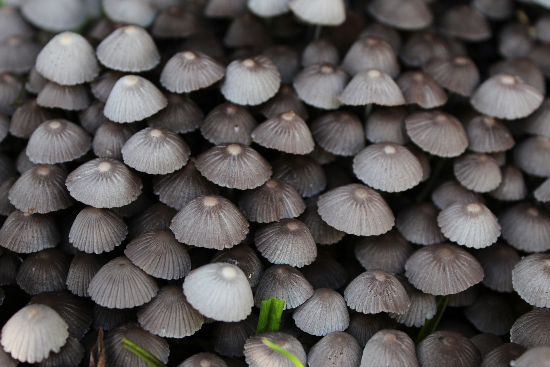 Fungal infections on a high rise (Image via Unsplash/ Emanuel rodriguez)