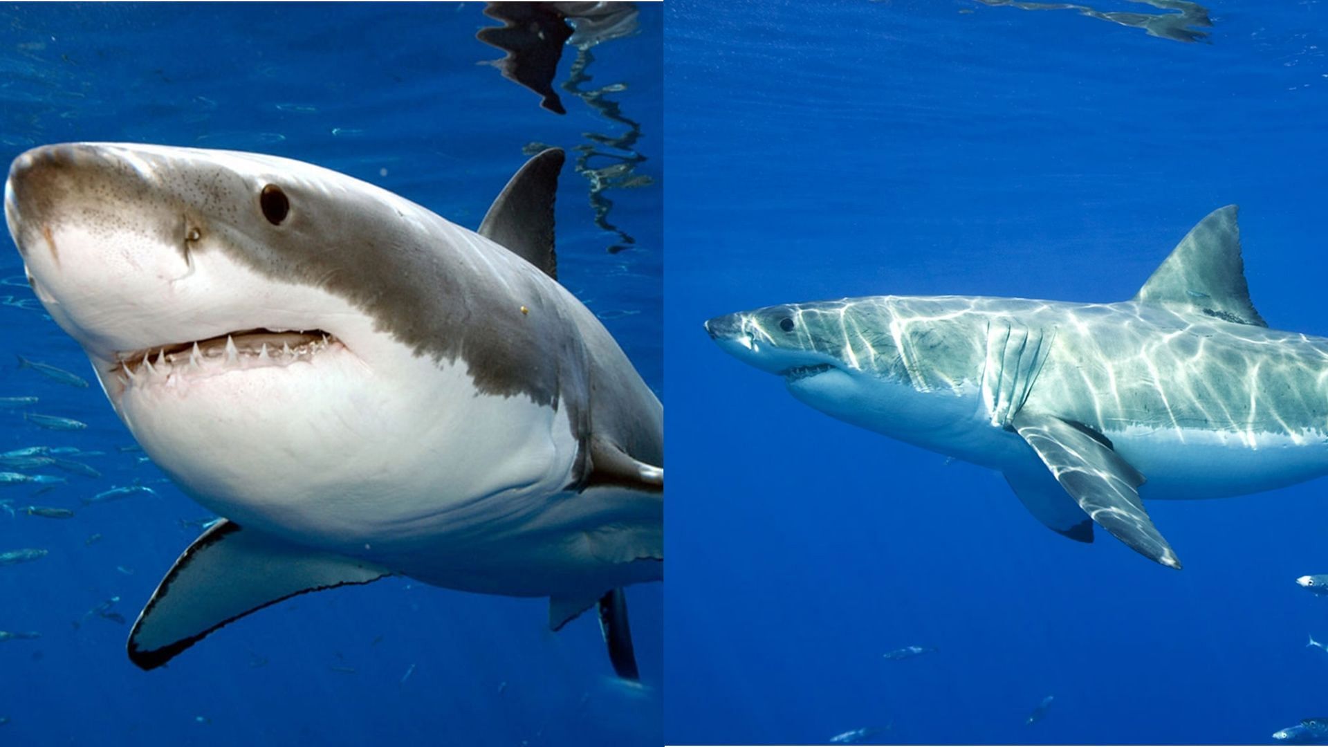 Victor Alejandro Soto Garcia has been attacked by a white shark (Image via National Geography)