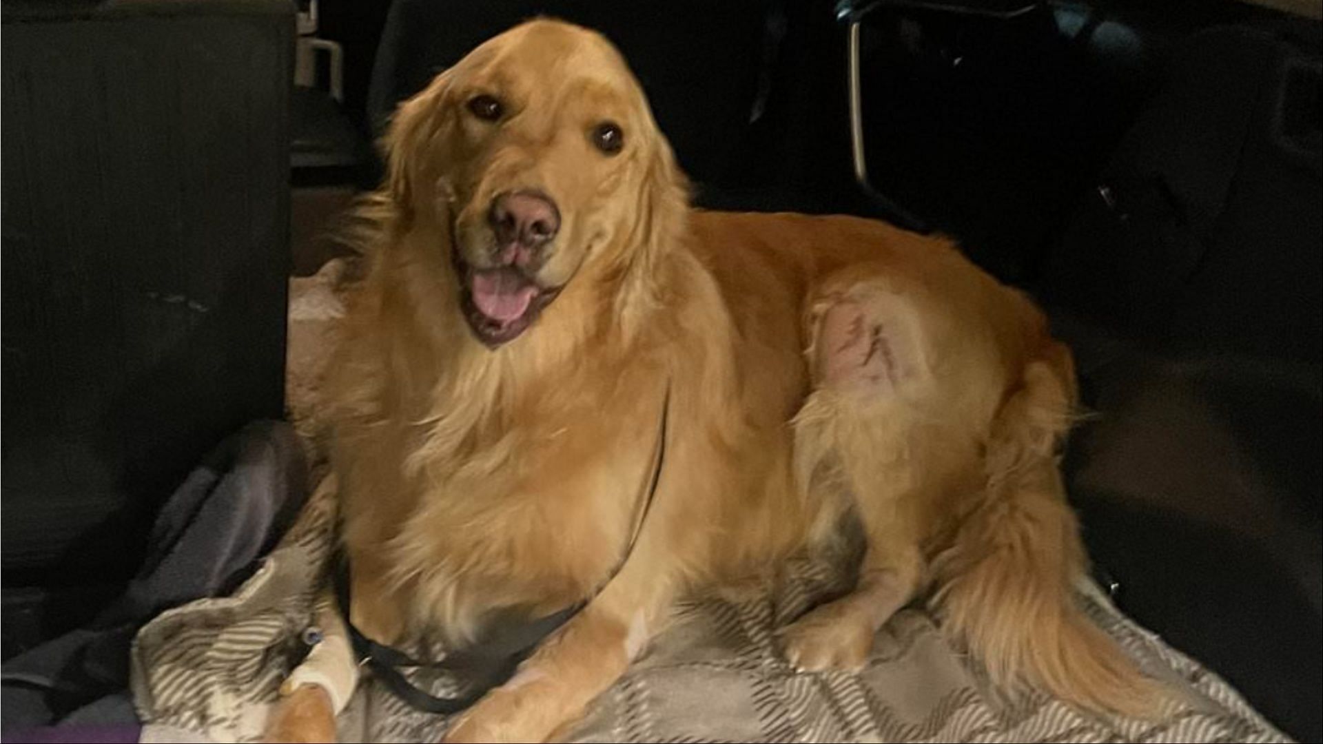 Fundraiser raises thousands of dollars to aid golden retriever