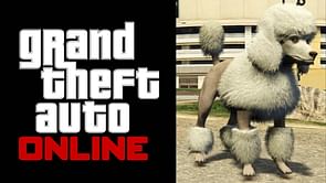 GTA 5 Online Poodle location: Wildlife Photography Challenge guide